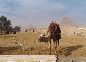 Cute camel standing in front of the pyramids in Giza, Egypt