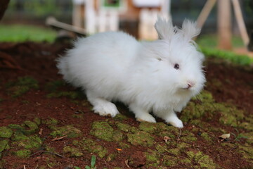 The white angora rabbit is very beautiful and clean.