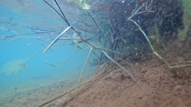 Tra&iacute;ra fish (Hoplias brasiliensis) freshwater wolf fish under water in video . Predator fish