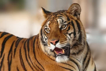 Fototapete Rund portrait of a bengal tiger © Ruben Cantu