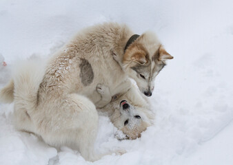 Two dogs are playing. One dog threw the other into the snow.