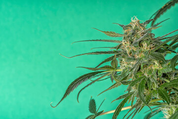 Naklejka na ściany i meble Detail of a bud of a Super Bud cannabis plant isolated on green