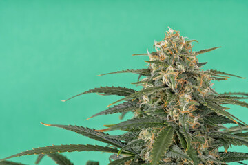 Detail of a bud of a Super Bud cannabis plant isolated on green