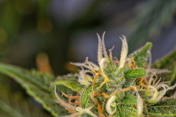 Detail of a bud of a Super Bud cannabis plant