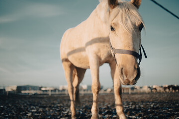 Konik beżowy na wybiegu na tle nieba błękitnego  © Seance_Photo_Sylwia