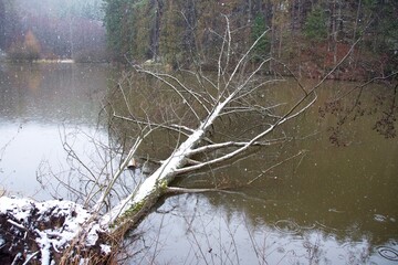 Waldsee