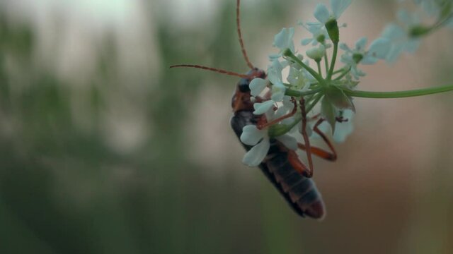 A landscape with large insects with long whiskers. Creative. Macro photography of flowers on which insects crawl in the grass.