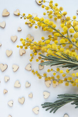 mimosa with hearts. Valentine's day background