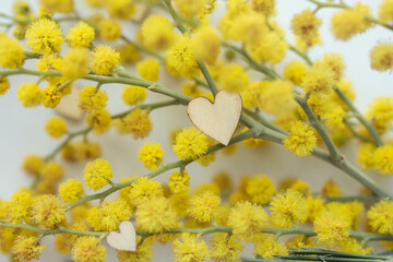 fresh mimosa flowers with hearts . first spring flowers