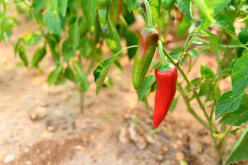 Long hot red and green peppers on a bush in vegetable garden on a sunny day. Growing natural...