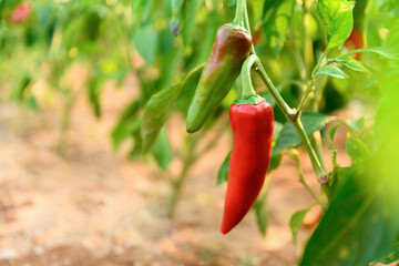 Long hot red and green peppers on a bush in vegetable garden on a sunny day