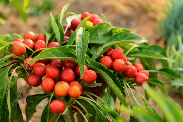 hot red little peppers on a bush in vegetable garden. Growing natural ecological vegetables. Gardening beautiful background. Healthy eating spices