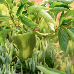 Green sweet pepper on a branch grows in the vegetable garden on sunny day. Growing natural...