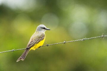 Tropical Kingbird
