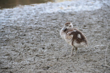 Brown and white duck standing alone on the lakefront