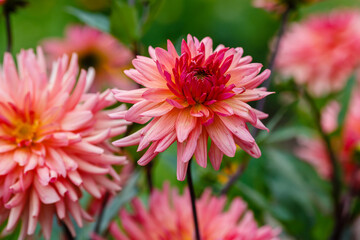  Georgina, also dahlia ( lat. Dahlia ), is a genus of perennial herbaceous plants. Autumn large brightly colored flowers in garden.