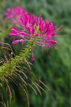 Flowers of cleoma in raindrops in the garden. Cleomenes ( lat. Cleome ) close up