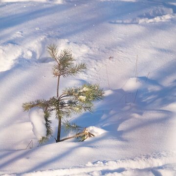A small branch of a pine tree in the middle of snowbank