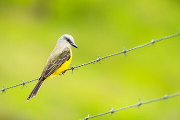Tropical Kingbird
