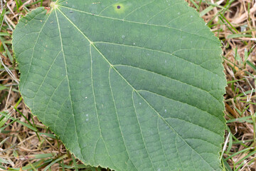 Leaf on the ground