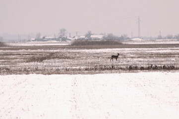 Roe deer in the wild in winter