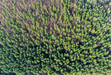 an infested coniferous forest seen from above © sebi_2569