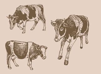 Vector vintage collection of cows , cattle farm animal, graphical milky cow cover