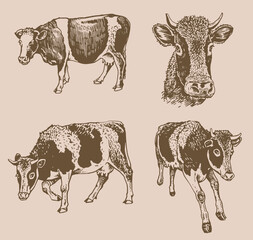 Vector vintage collection of cows , cattle farm animal, graphical milky cow cover
