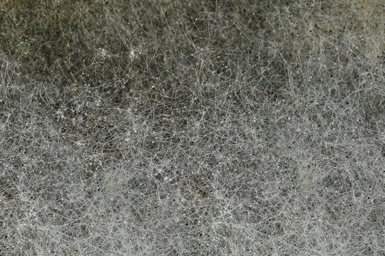 Texture background, white mold macro close-up, spores and threads of mold on surface