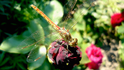 Dragonfly on a crimson flower