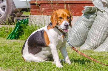 English beagle, hunting dog, sitting on a leash
