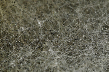 Selective focus, texture background, white mold macro, spores and threads of mold on surface