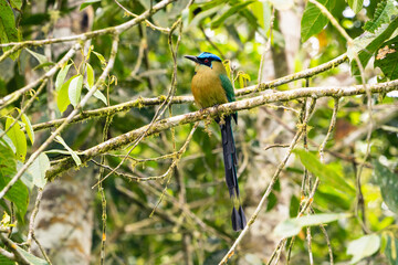 Amazonian Motmot