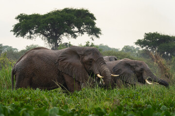 African elephant in Murchison Falls National park. Elephants in Uganda. Safari in Africa. Group of...