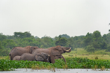 African elephant in Murchison Falls National park. Elephants in Uganda. Safari in Africa. Group of elephants in rain.