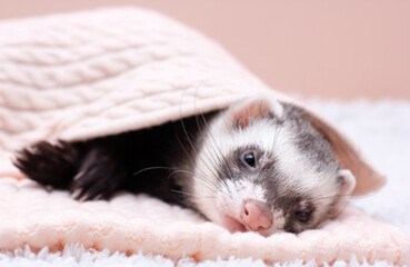 The cute ferret is sleeping