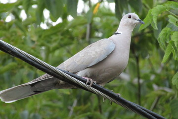 Dove