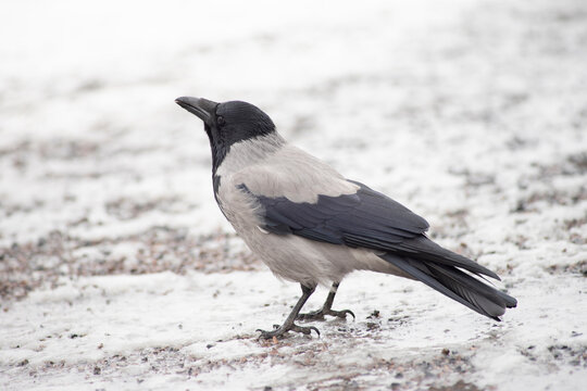 The hooded crow (Corvus cornix) also hoodie or gray grey crow is a Eurasian bird species in the genus Corvus sits on a frozen gound in winter time