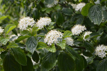 Ninebark trees in the spring .Flowering ninebark shrub close up.