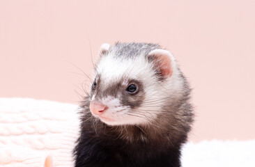 The cozy ferret is sleeping