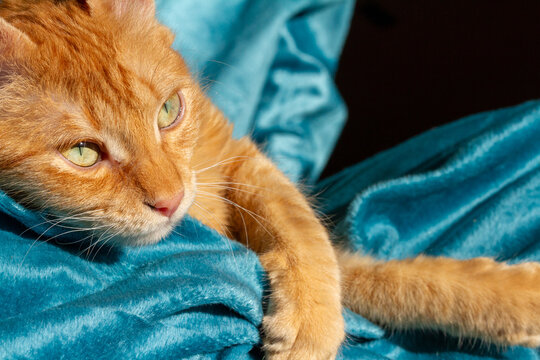 Ginger