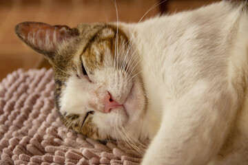 Um gato malhado dormindo sobre um tapete fofinho.
