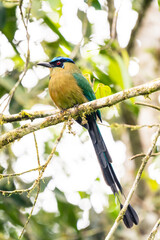 Amazonian Motmot