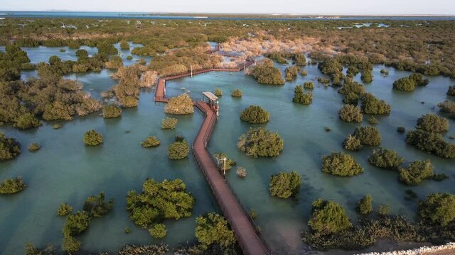 Unique ecosystem in Abu Dhabi, mangroves along the coastline. Aerial view.