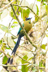 Fototapeta premium Amazonian Motmot