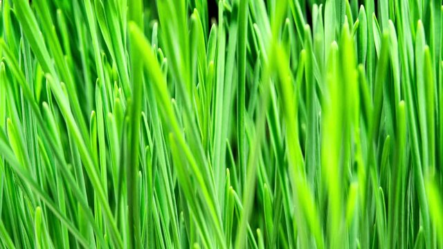 Wheat Sprouts Grow Fast in Time Lapse on a Black Background. Microgreens Seedling Leaves Growing. Wheatgrass For Healthy Eating and Dieting. Germination of Cereal Crop
