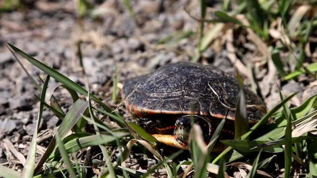 Painted turtle basking in the summer grass and sun