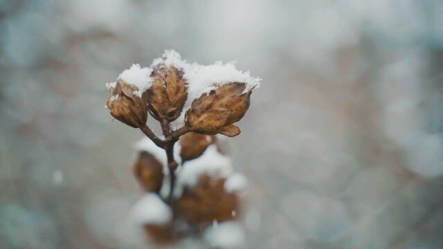 Hibiscus, ЗИМА, СНЕГ, РАСТЕНИЕ