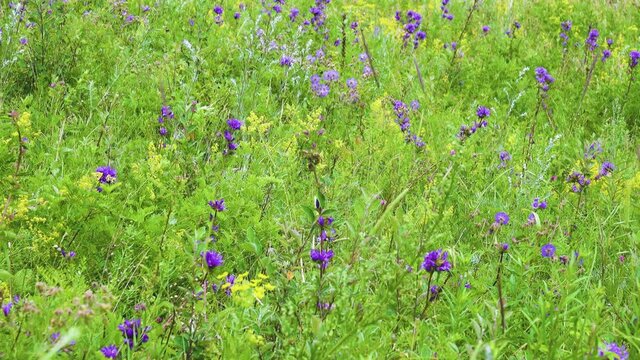 Forest taiga meadows (wooded meadows), poium with a blue aspect of meadow sage and geranium in the middle of summer. South Siberia