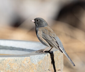 song bird, junco, sparrow